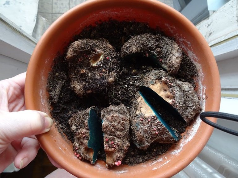 Какво да правим с бегония за зимата