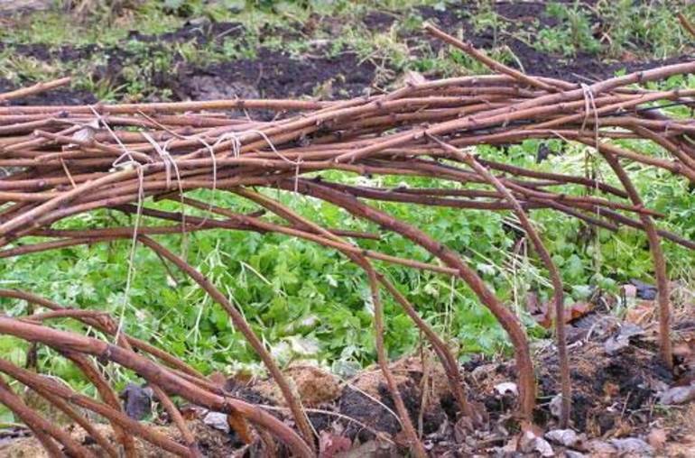 Правила за грижа за малината