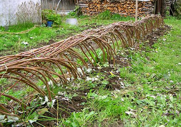 Грижи за малини през цялата година