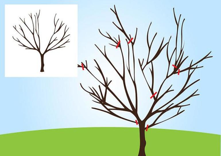 Есенна резитба за подрязване на круша