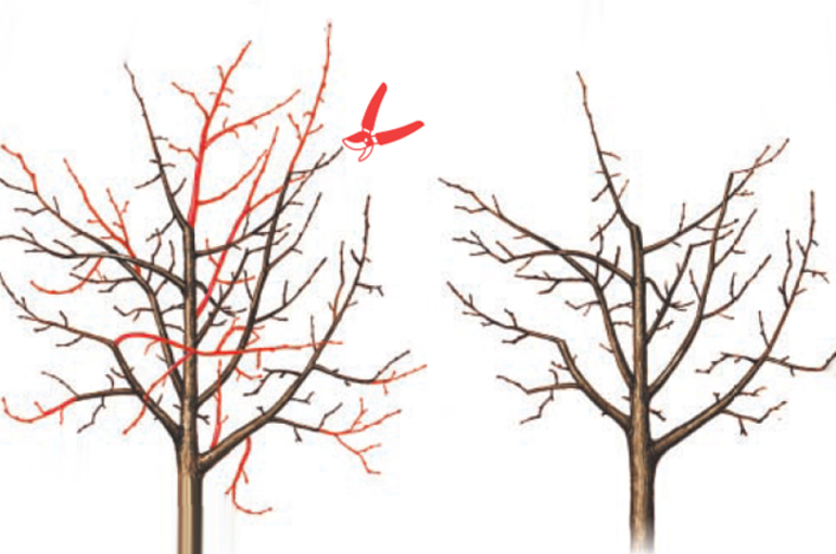 Кога да подрязвате круша през есента или пролетта