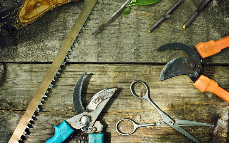 Есенно подрязване на круши за начинаещи