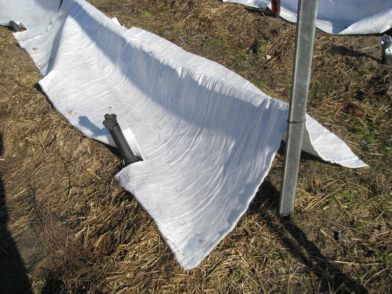 Storage rules for cuttings in winter