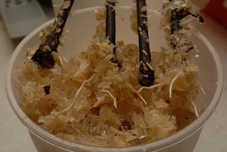 Rooting cuttings growth