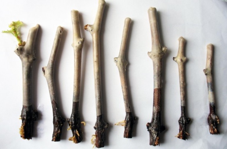 Direct planting of grape cuttings