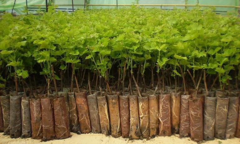 Planting cuttings in open ground