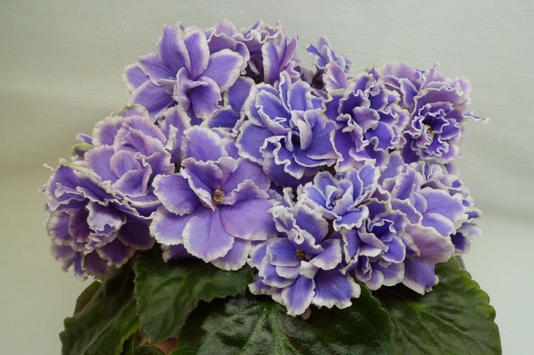 Нежна Сенполия