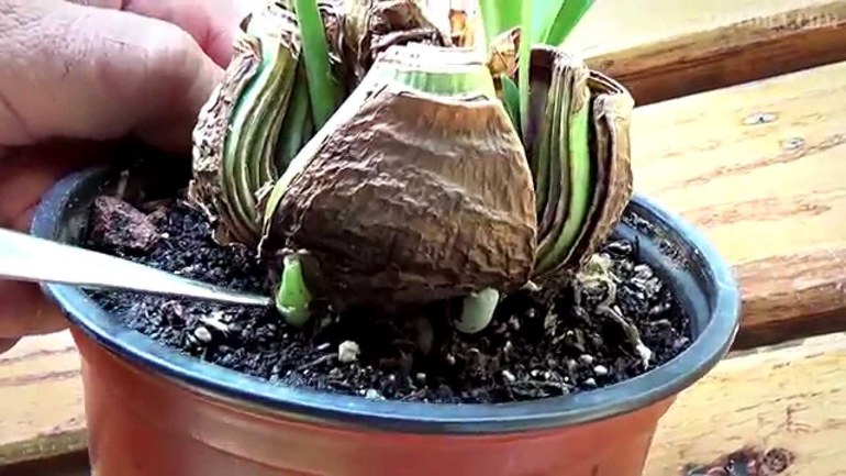 Правила за грижа за Hippeastrum