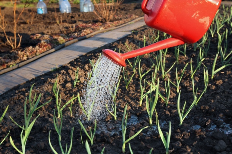 Поливане на чесън