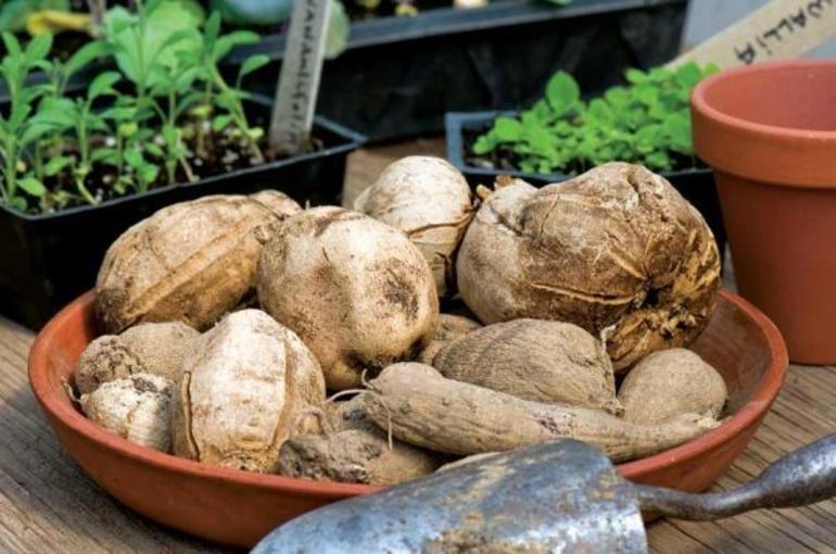 Dahlijos žiemai laikyti