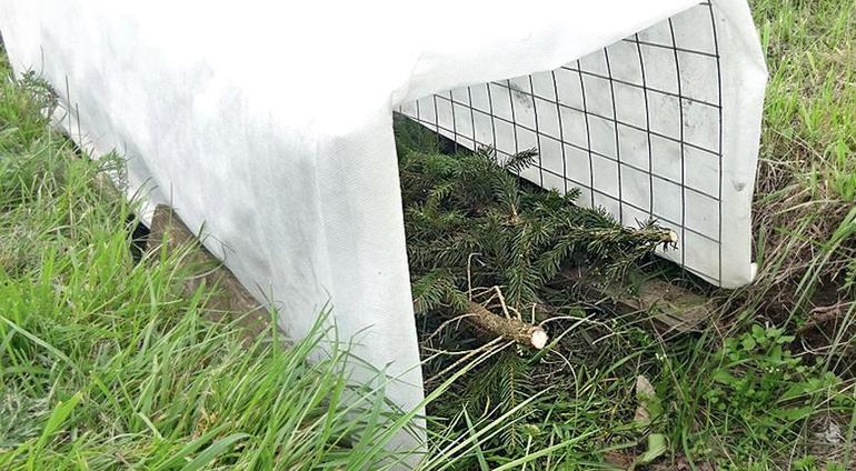 Veiksminga vynuogių pastogė