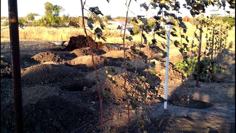 Vynuogių prieglauda Sibire