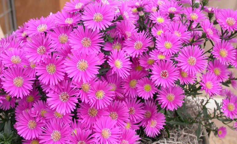 Mô tả màu sắc của tháng 9