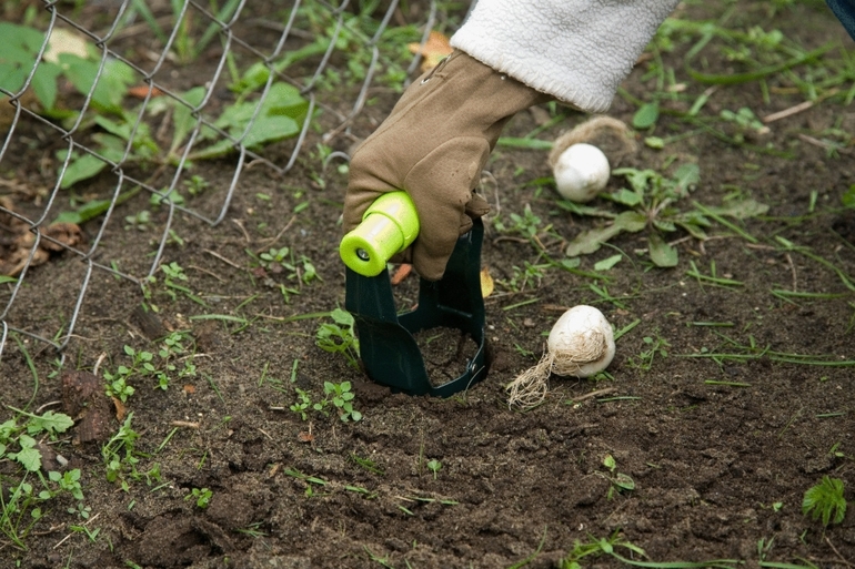Trồng, nhân giống và chăm sóc cho tháng chín