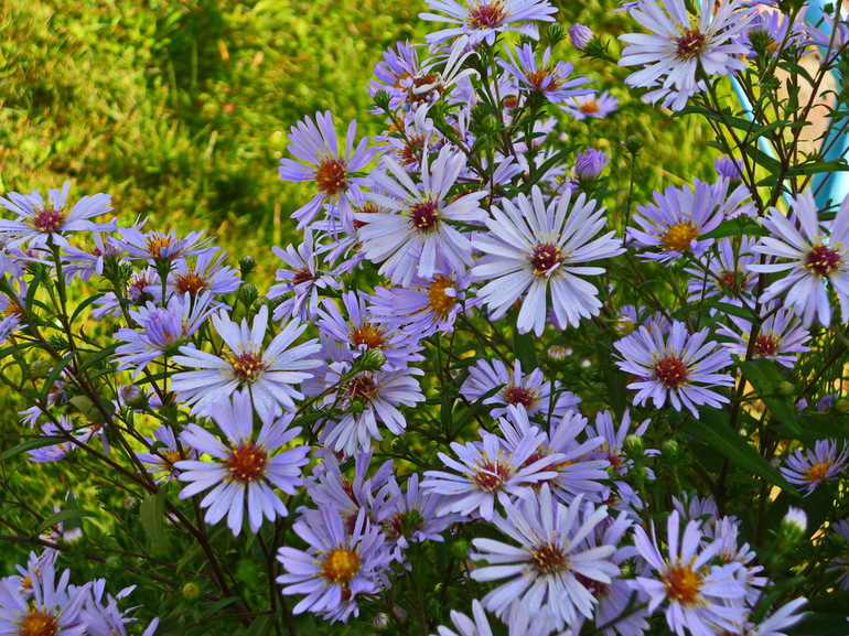 Làm thế nào để tháng chín nở hoa