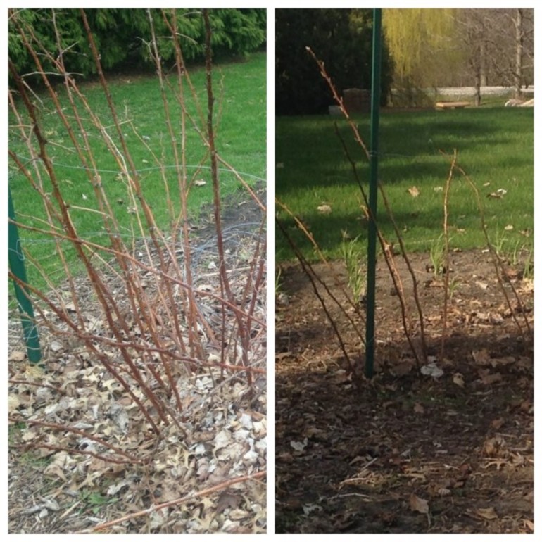 hoe frambozen in de herfst te snoeien