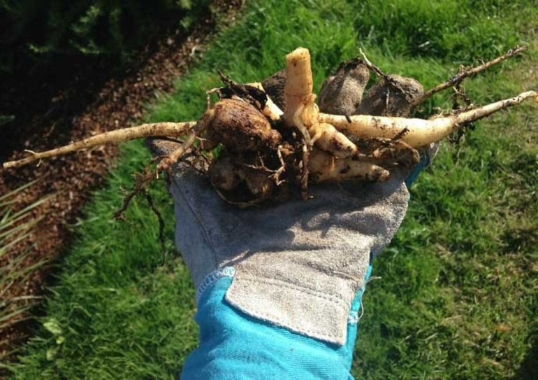 Làm thế nào để lưu trữ dahlias