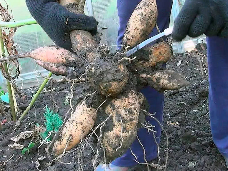 Trồng và chăm sóc cây thược dược