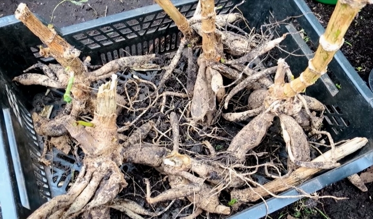 Làm thế nào để chọn thời gian để đào một cây thược dược