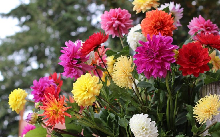 Mô tả màu sắc Dahlias