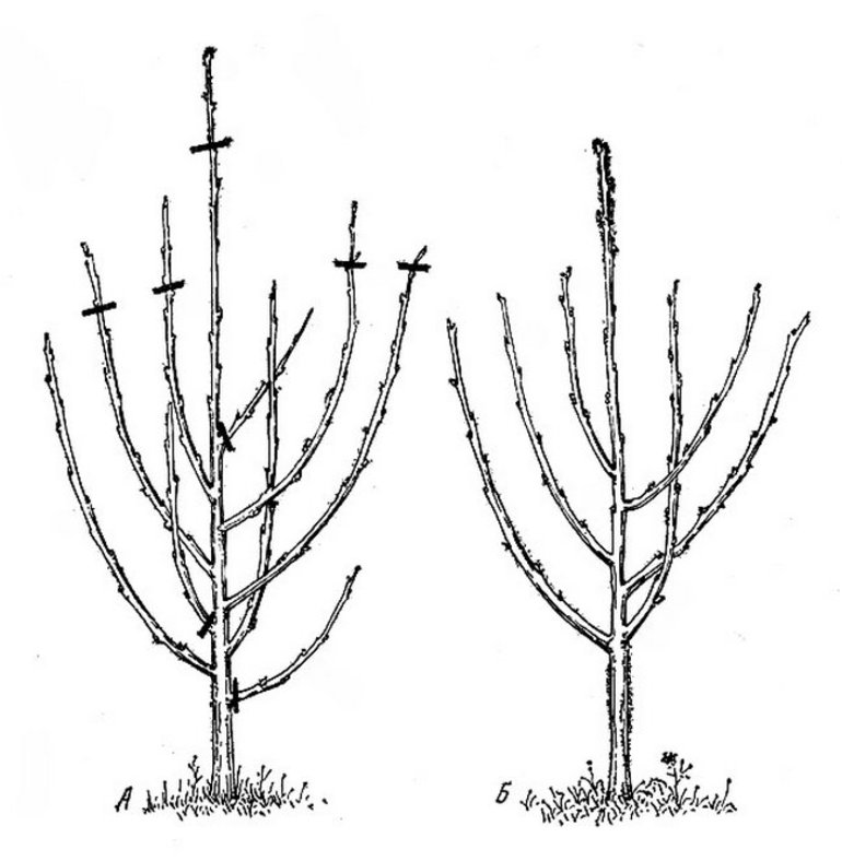 Hoe een zoete kers te vormen