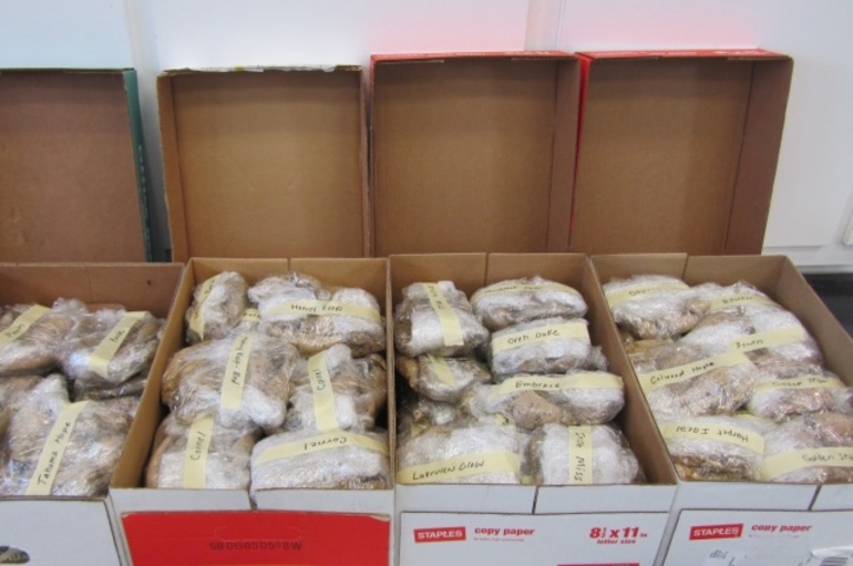 Kaip žiemą laikyti dālijas