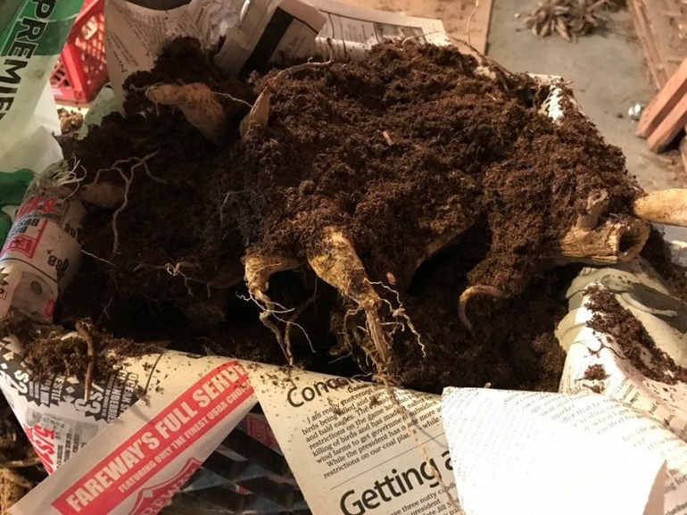 Kaip žiemą laikyti dālijas