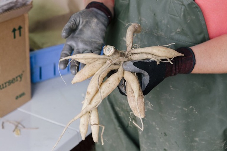 Kaip žiemą išsaugoti dālijas