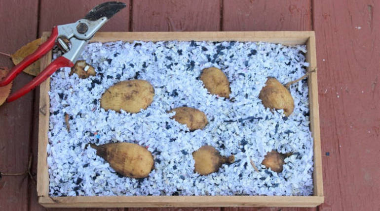 Kaip žiemą rūsyje laikyti daliijas