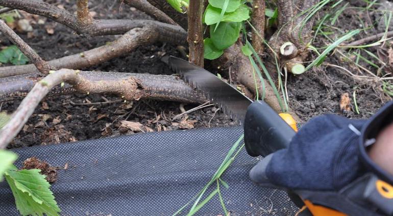 Rejoveniment arbustiu grosella