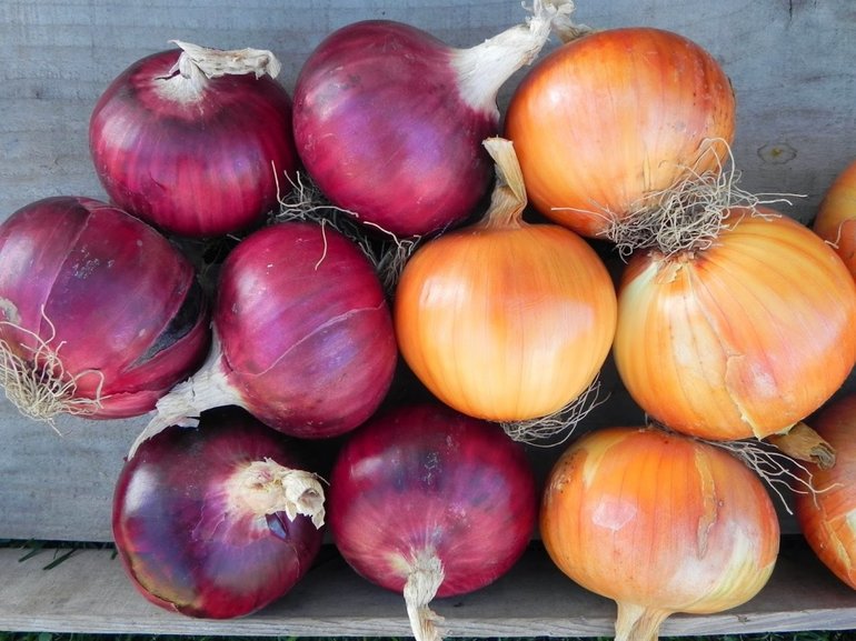 Populiarios svogūnų veislės