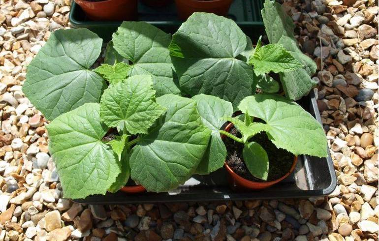 Подготовка на разсад