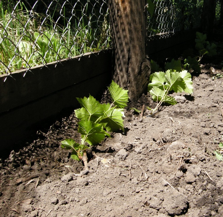Chọn một nơi để hạ cánh