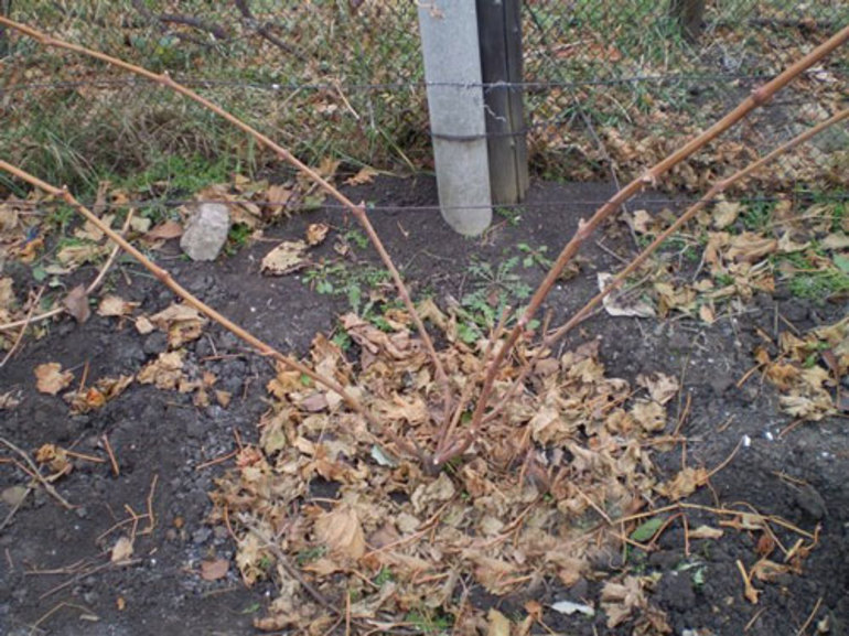 Phương pháp che phủ