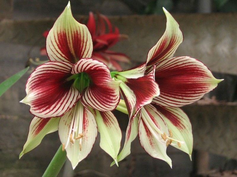 Hippeastrum двутонен
