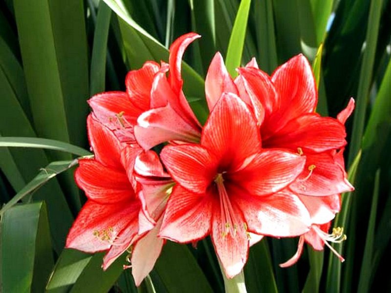 Hippeastrum розов