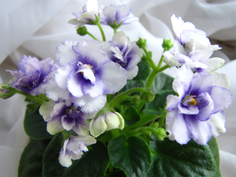 Сенполия синьо и бяло