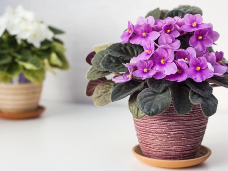 Стайни зимни цветя