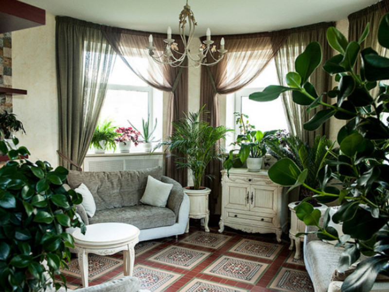 Стайни зимни растения