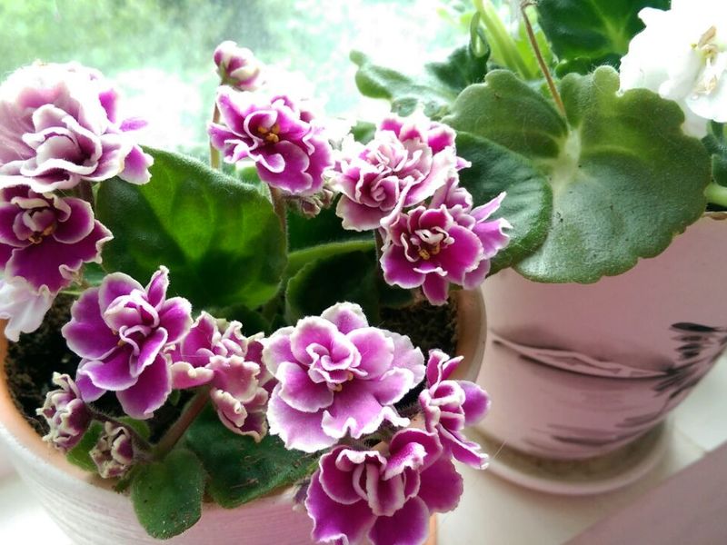 Сенполия бял и люляк