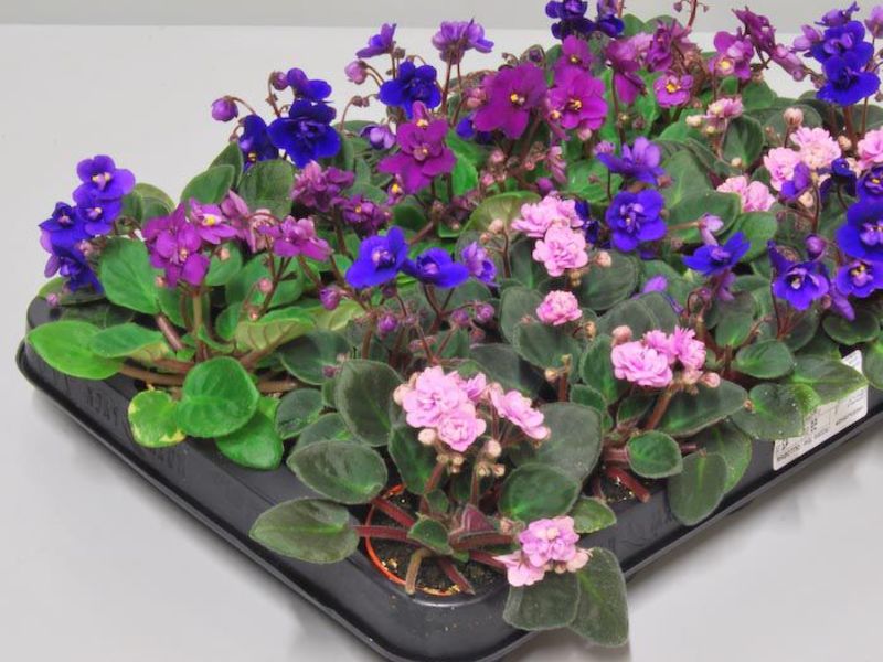 Сортове на Сенполия