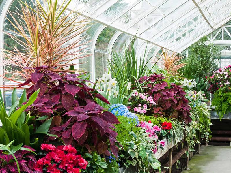 Цъфтящи растения за дома