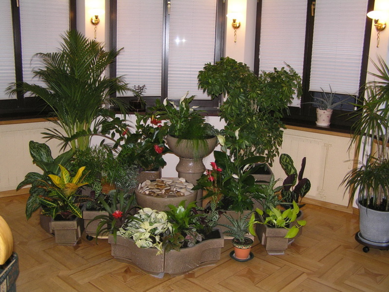 Цветя за отглеждане през зимата