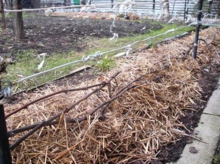 Stro voor het beschutten van druiven voor de winter