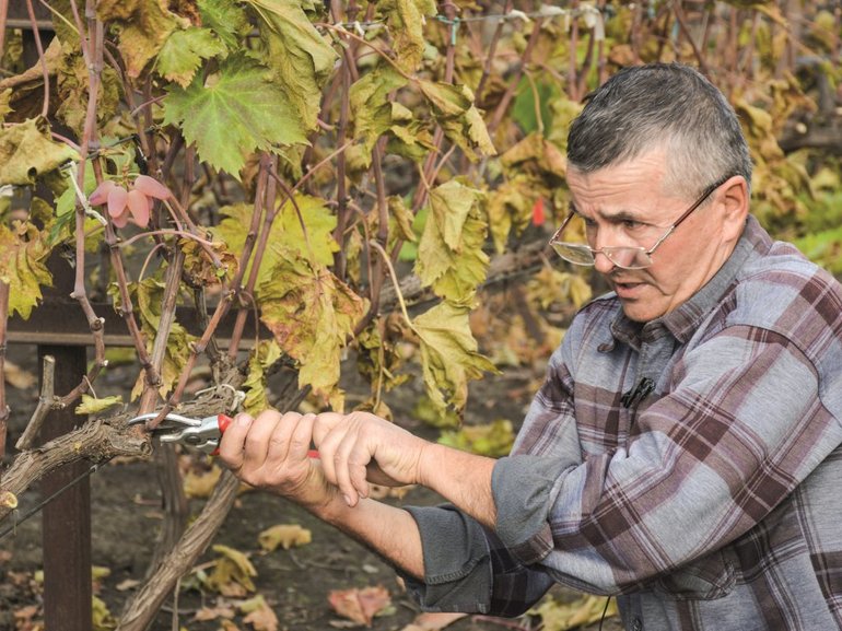 Нюансите на отглеждане на грозде у дома