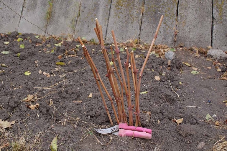 Скълняване на грозде