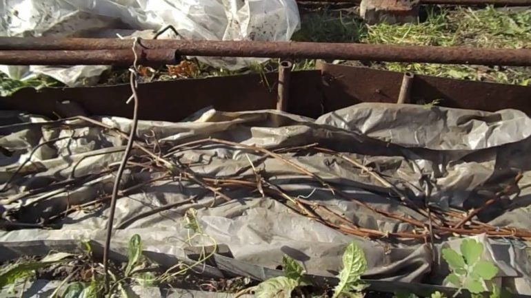 Cách chăm sóc nho