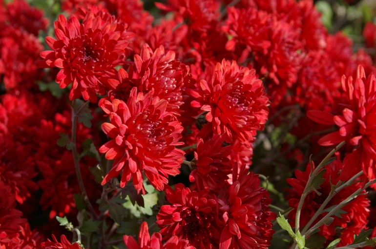 Chrysanthemum variety Red Moscow