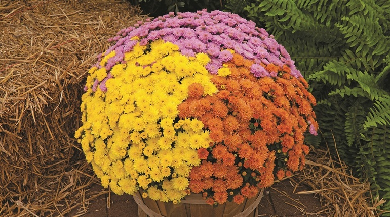 Care for dwarf varieties of chrysanthemums
