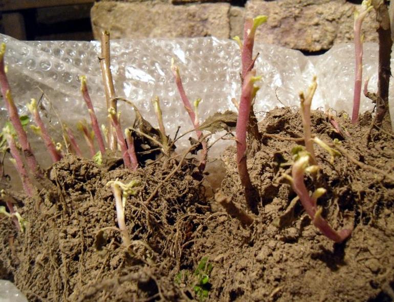 Planting chrysanthemums in a trench.